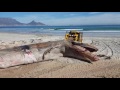 Loading Breeder whale carcass - Sunset Beach, Cape Town. 15 May 2017