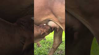 Watch Till The End: Cow Eating Plot Twist! #plottwist #cowadventures #shocking