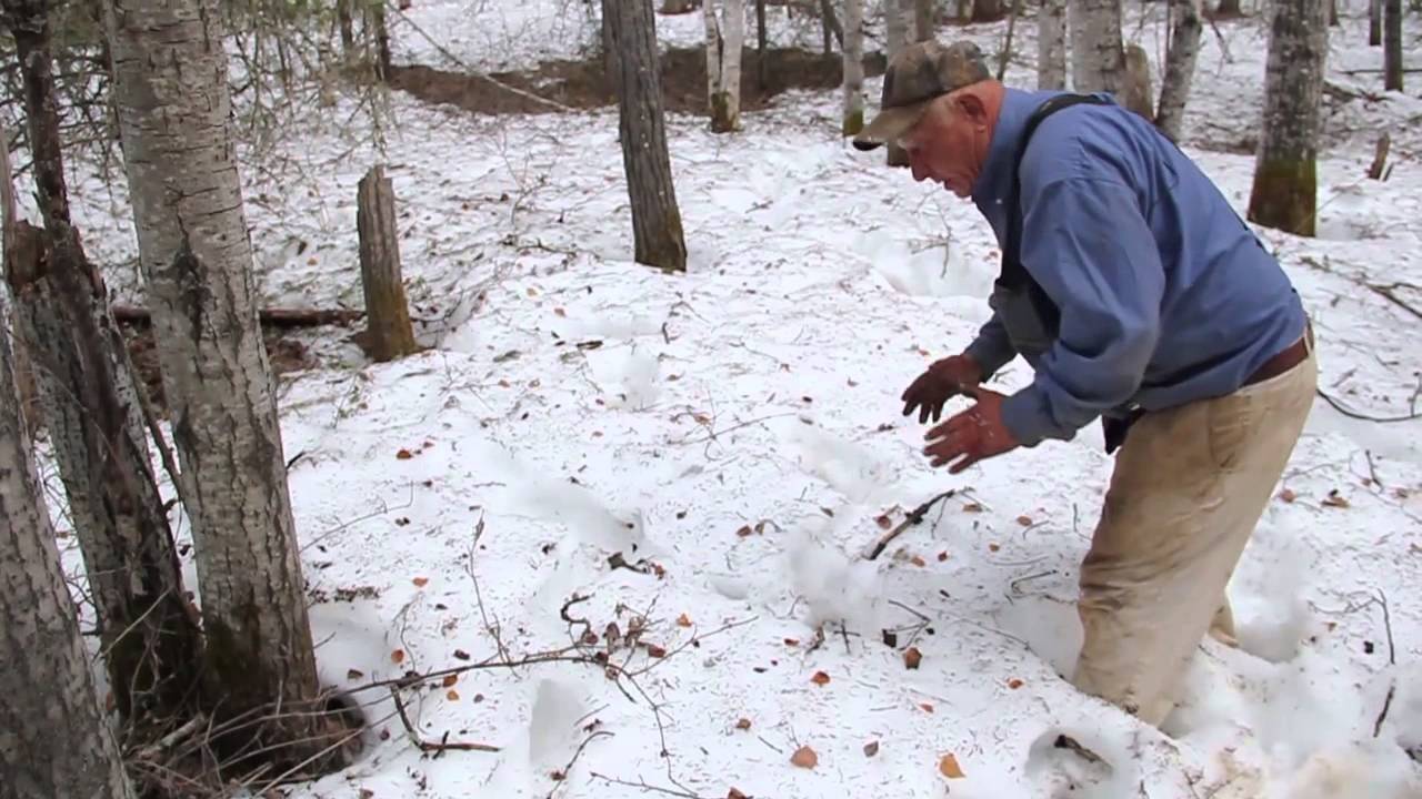 How To Judge The Size Of A Black Bear (Tracks Method) - YouTube