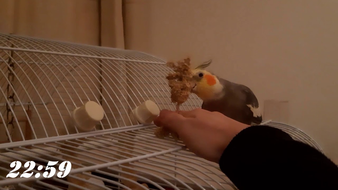 Bringing Our New Cockatiel Home, The First Day And How Long It Took To Acclimatize!