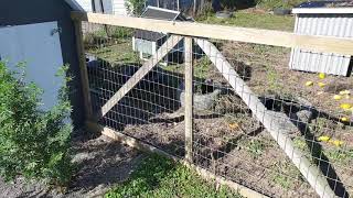 Chicken Coop Made From Upcycled Children s Playhouse YouTube
