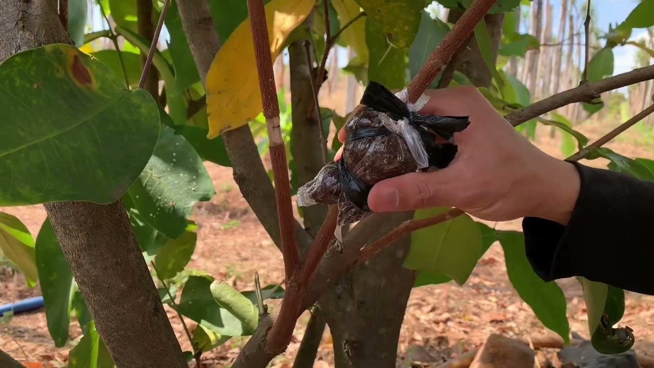 Cách chiết cây mận chi tiết nhất ai cũng làm được