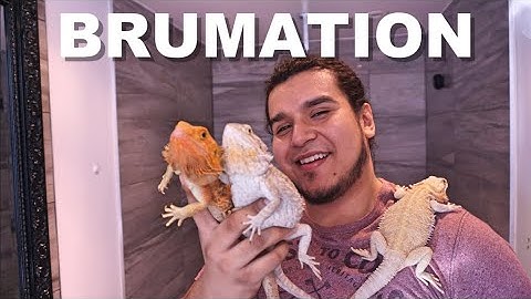 Complete Break Down Of Bearded Dragon Brumation !! 2020