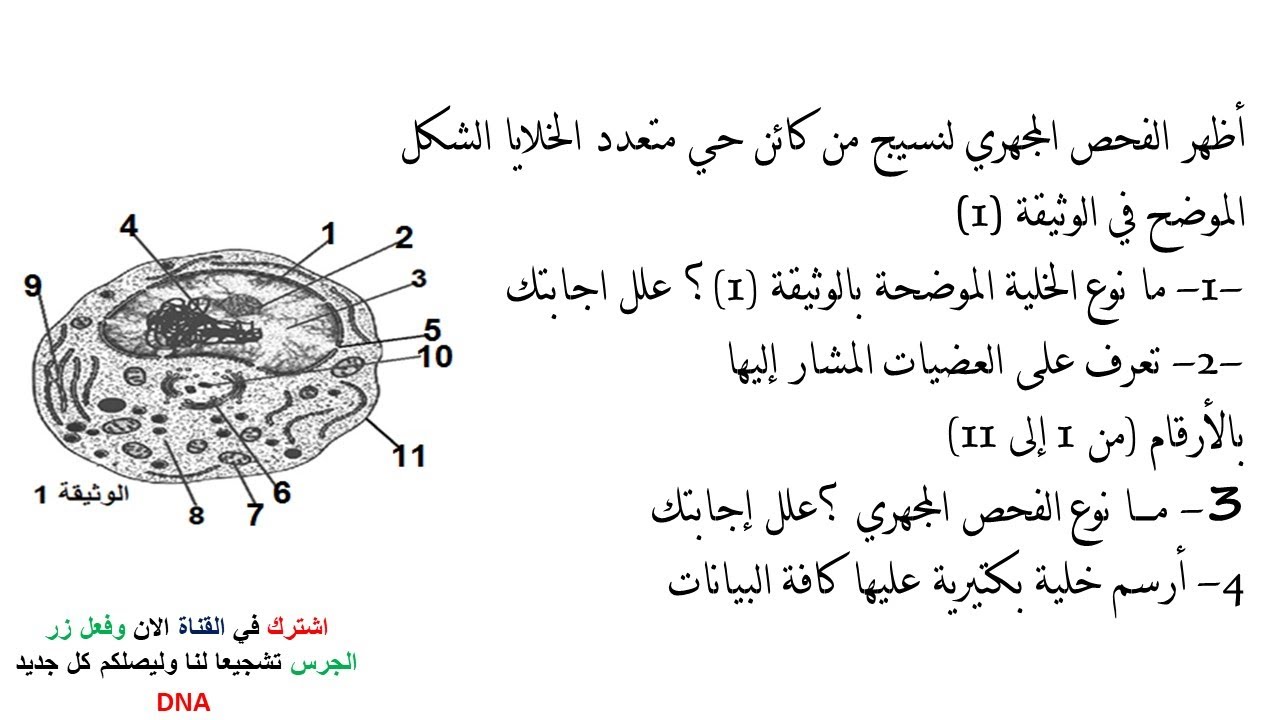 تمارين فروض واختبارات الفصل الثاني علوم طبيعية السنة الثانية ثانوي 2 ع ت | 4