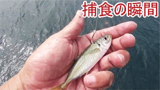 堤防エレベーター泳がせ釣り中カメラの前で食い付く生物と遭遇＃３(400話目)