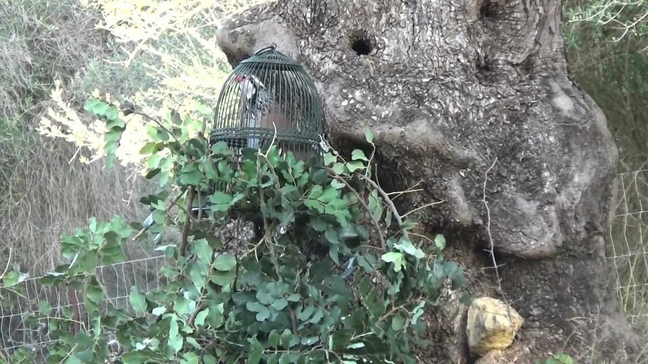 MORANTE.  PRIMER PUESTO A LAZOS