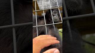 Spider Monkey noises!!! #zoo #fyp #shorts #funnymonkey