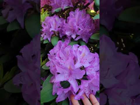 วีดีโอ: โลกแห่งดอกโรโดเดนดรอนที่เบ่งบาน
