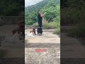 ANOTHER DAY TO DANCE #shorts #viral #trending #cute #share #pets #fyp #dance #asmr #video #foryou