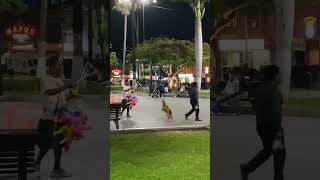 Dog Plays With Street Vendor and Chases Bubbles
