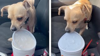 Dog Opens Takeaway Cups Of Water For A Drink