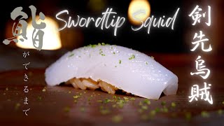 鮨ができるまで「 剣先烏賊」Sushi Prep by chef "Swordtip Squid" #8