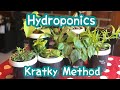 Urban Gardening- Hydroponics, Kratky Method -Part 5