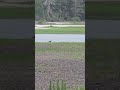 Baby crane stays behind it's parents till the turkey threat moves on. #wildlife #pterodactyl