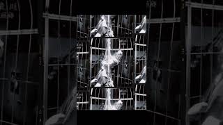 绳缚【笼中鸟】原创写真，喊我渡川，坐标成都摄影师/绳缚手，女生可免费约拍约绳，联系方式见主页，v：1084488080#私房照#约拍#成都约拍#jk#cos#成都 #写真#私房写真#私房摄影 #jk
