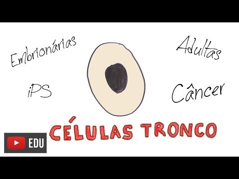 Vídeo: Modelos De Nicho De Células-tronco Cancerígenas E Contribuição Do Estroma Mesenquimal / Células-tronco