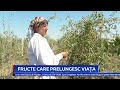 FRUCTE CARE PRELUNGESC VIAȚA