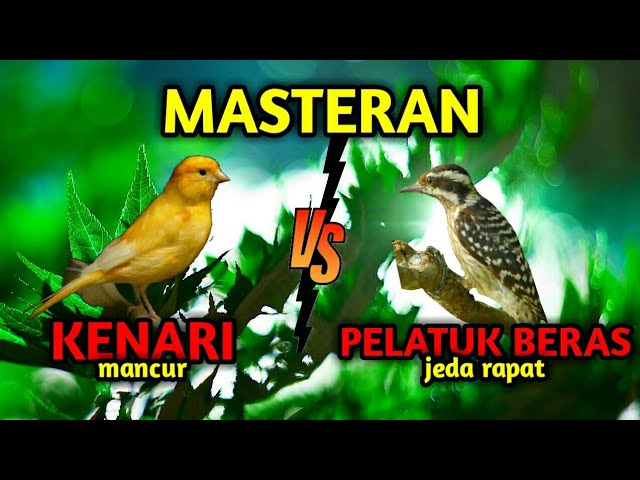 MASTERAN KENARI MANCUR vs PELATUK BERAS + GEMERCIK AIR class=