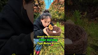Menemukan Telur Burung Tapi Netas Ayam🤣 #lucu #shorts #hiburan #comedy