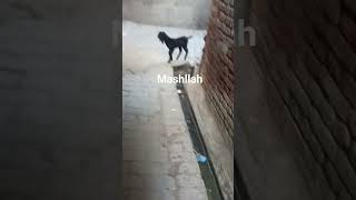 #maxperformance #goat #love