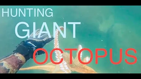 AMAZING DIVING SKILL TO HUNT GIANT OCTOPUS FROM DEEP SEA - Big Octopus Hunting - Deep Sea Fishing