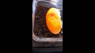 My Ball Python Laid Eggs! First Clutch & Breeding Project