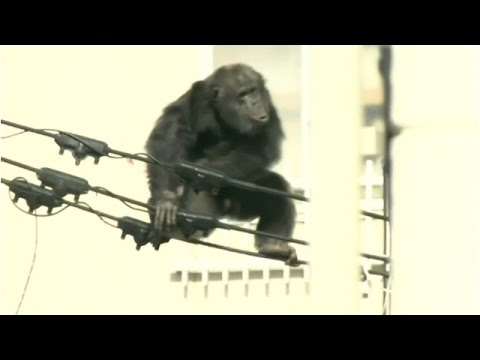 Video: Mimea na wanyama wa Japani