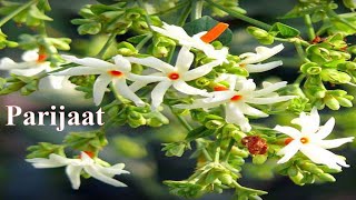 Parijaat Tree And Flowers Parijaat Tree And Flowers