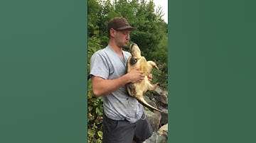 Snapping turtle bites man