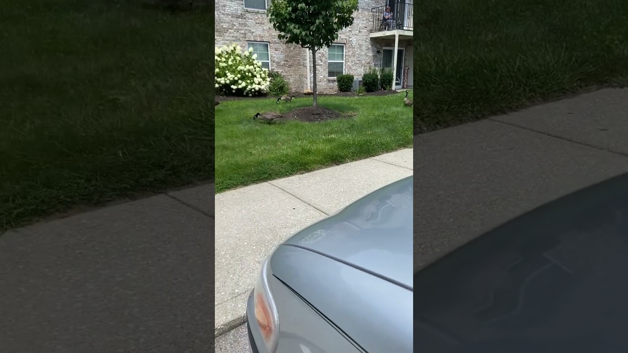 Goose attack!! Their out here thuggaluggin them opps pull up in numbers booyeee