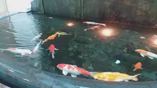 Ikan Hias Koi Tercantik