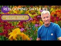 Reblooming Daylilies