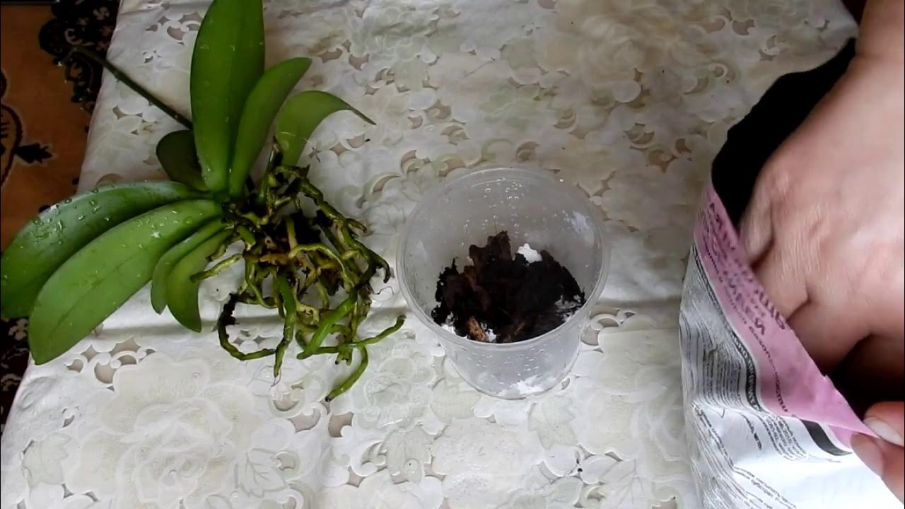 Пересадка орхидеи видео