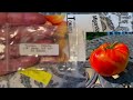 My Precious Bi-Color Tomatoes for 2024 - Video #13 - More of the 80+ Varieties I am Growing