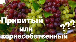 Привитый или Корнесобственный????Какой виноград садить?