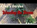 #41 Weeding Green Beans.