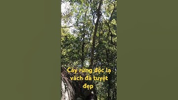 Cây rừng độc lạ vách đá tuyệt đẹp l Độc Lạ Tây Bắc.