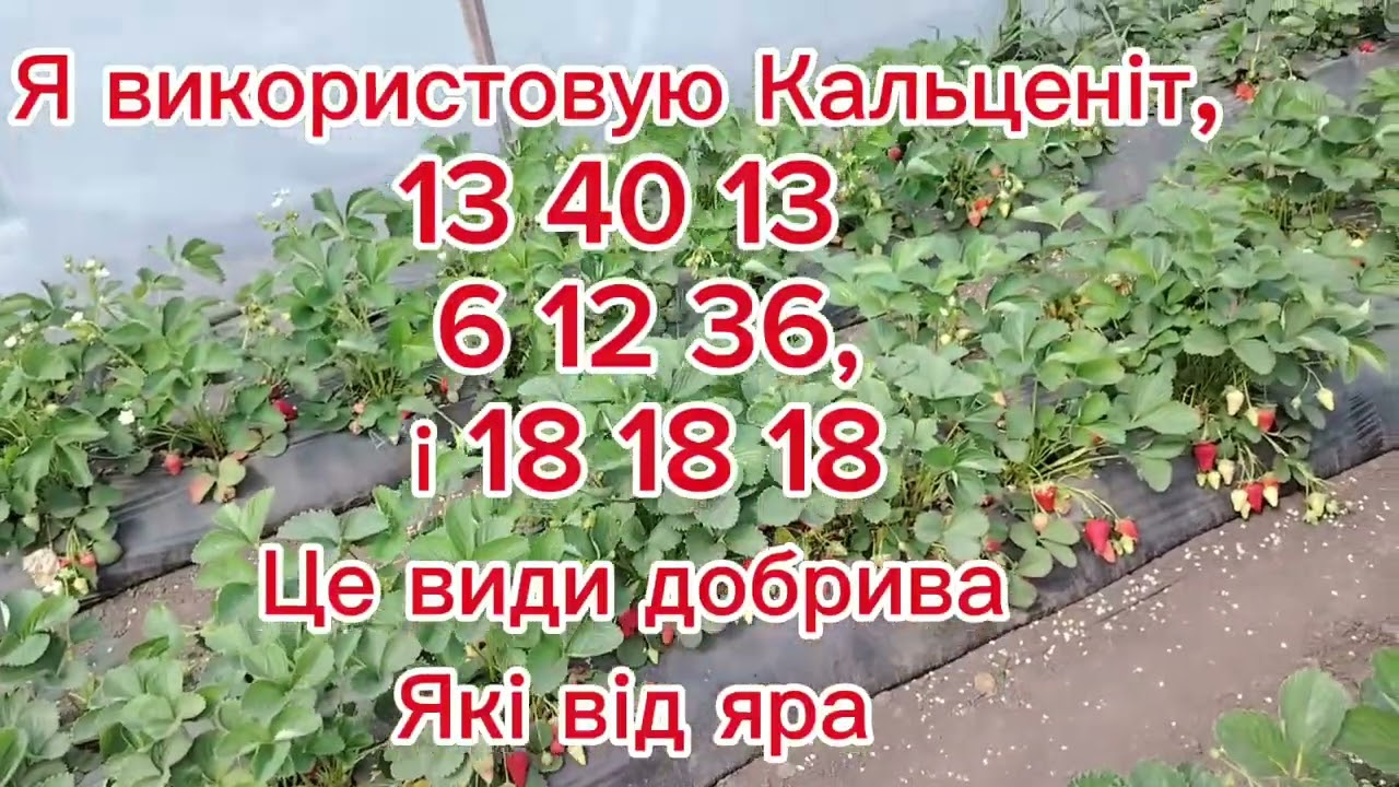 Як я вирощую реми