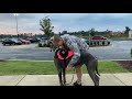 Service dog working in Walmart