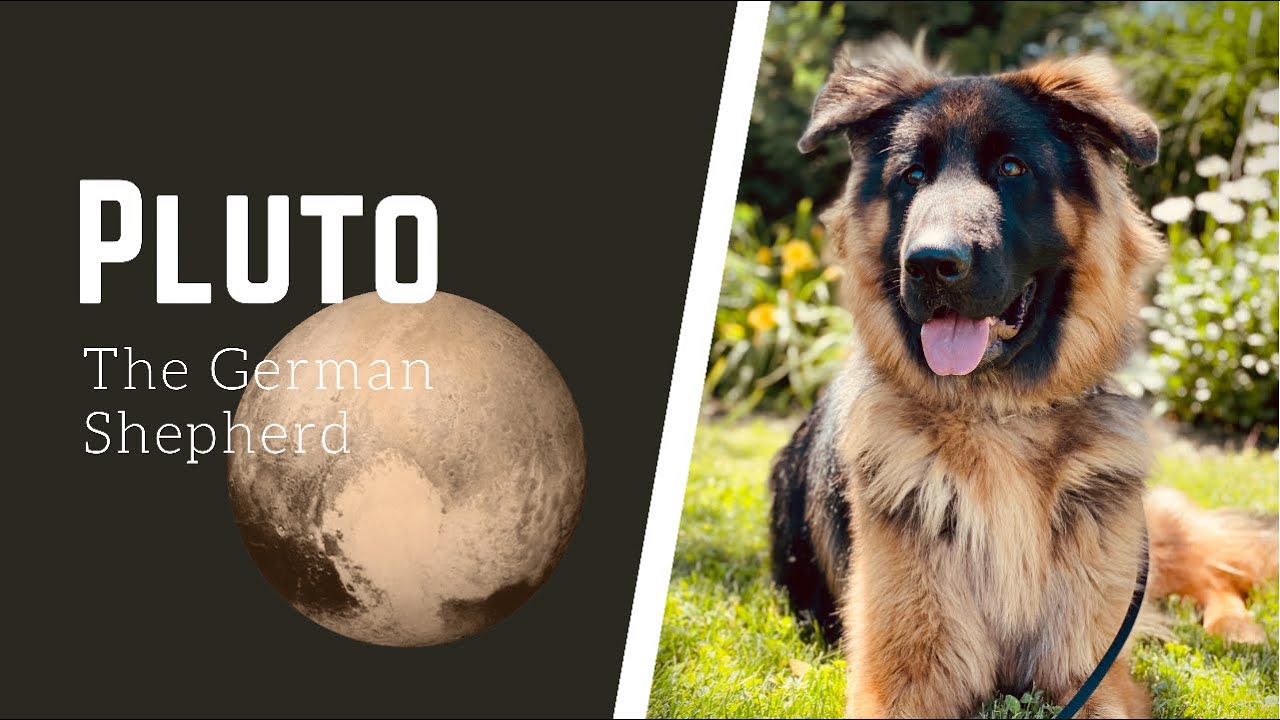 Best German Shepherd Trainers OLK9 Lehigh Valley 11 Month Old