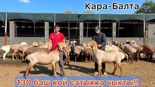 картинка: Улук байке 130 баш ургачы кой-козуларын сатыкка чыгарды 🔥🔥 ТАНДАП АЛЫҢЫЗ 👋