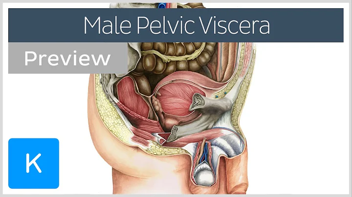 Male pelvic viscera and perineum (preview) - Human Anatomy | Kenhub