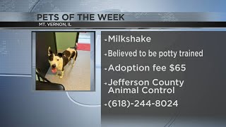 Mt. Vernon dog, Milkshake, featured on Pets of the Week