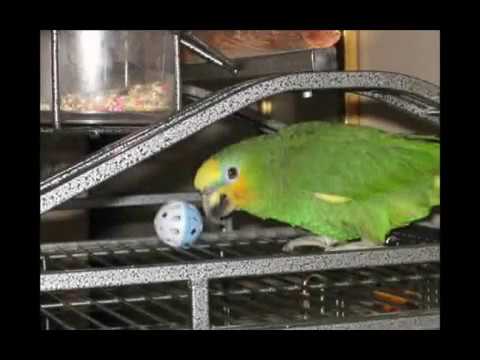 Video: Budgerigar Parakeet