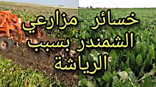 خسائر الفلاح بسبب رياشة ديال الشمندر السكري بالمغرب