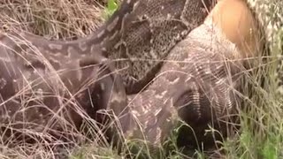 Ular Piton Raksasa Memangsa Sapi