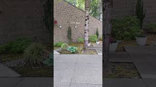 After Lacey City Hall Statement