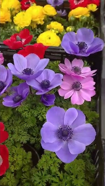 анемоны #цветы #анемоны #цветысадовые - YouTube