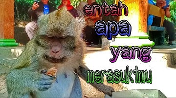 ENTAH APA YANG MERASUKIMU (SALAH APA AKU) Tik Tok viral terbaru| Auto keren