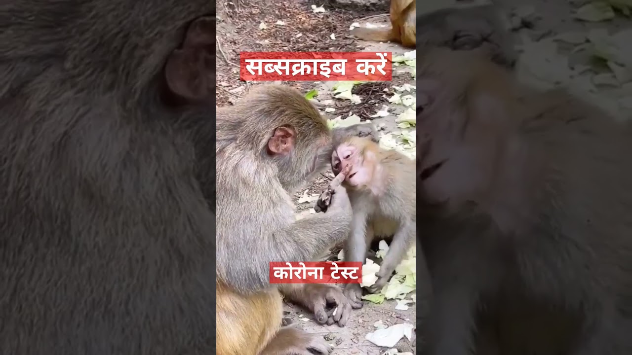 animal covid test# subscribe # like# share
